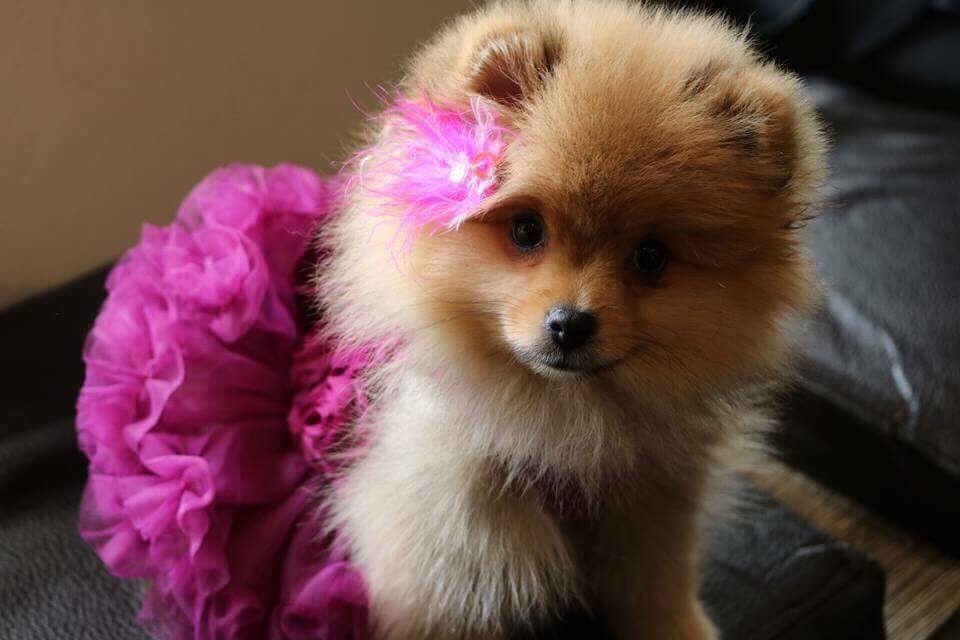 EB Femelle reproductrice